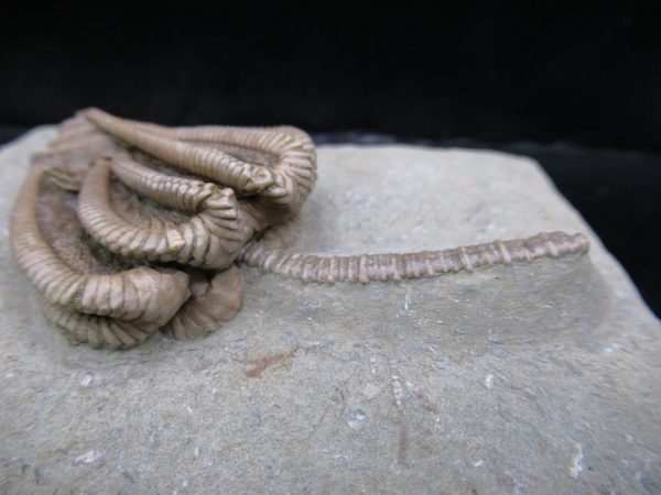 Genuine Crawfordsville Crinoid Fossils for Sale from Indiana #135f