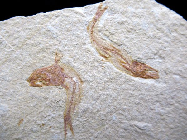 Genunie Cretaceous Age Lebanon Fish Plate Fossil for Sale #101a