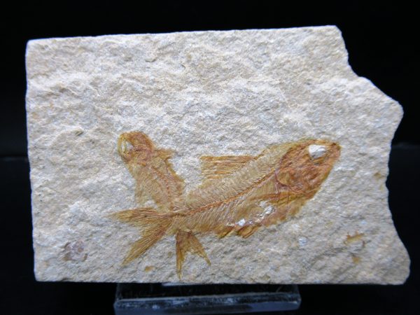 Genunie Cretaceous Age Lebanon Fish Plate Fossil for Sale #103