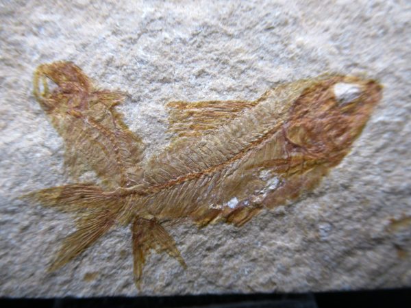 Genunie Cretaceous Age Lebanon Fish Plate Fossil for Sale #103a