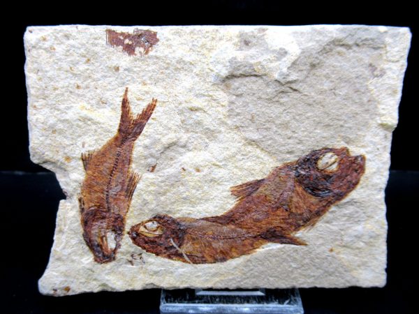 Genunie Cretaceous Age Lebanon Fish Plate Fossil for Sale #105