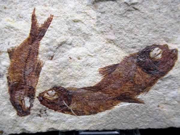 Genunie Cretaceous Age Lebanon Fish Plate Fossil for Sale #105a