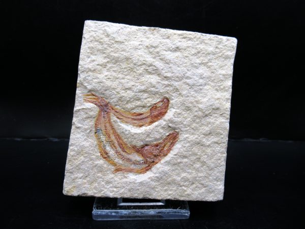 Genunie Cretaceous Age Lebanon Fish Plate Fossil for Sale #82