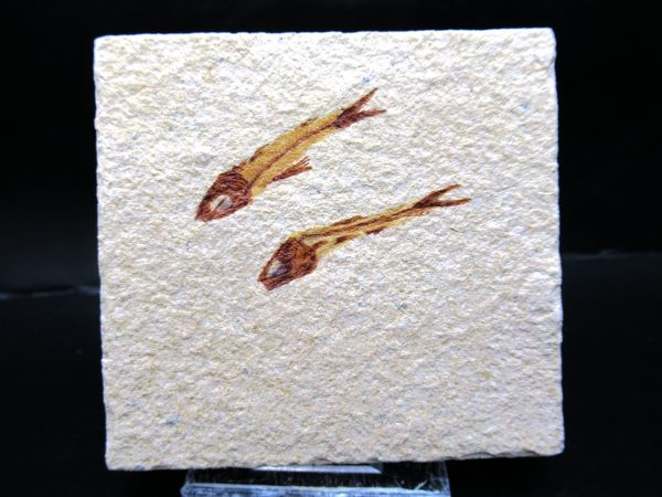 Genunie Cretaceous Age Lebanon Fish Plate Fossil for Sale #84