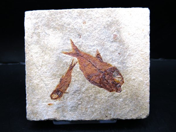 Genunie Cretaceous Age Lebanon Fish Plate Fossil for Sale #85