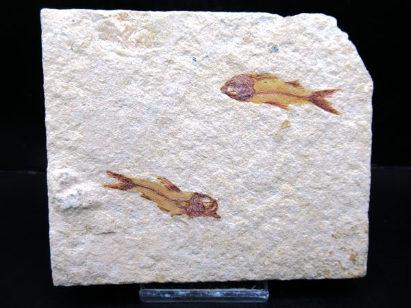 Genunie Cretaceous Age Lebanon Fish Plate Fossil for Sale #86