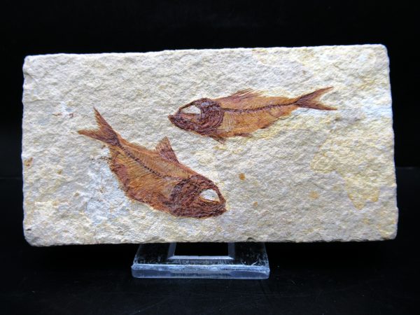 Genunie Cretaceous Age Lebanon Fish Plate Fossil for Sale #87