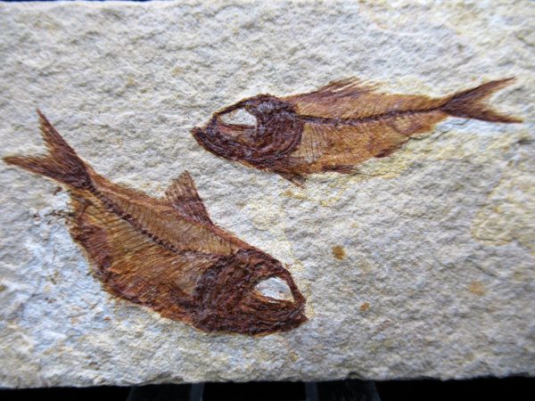 Genunie Cretaceous Age Lebanon Fish Plate Fossil for Sale #87a