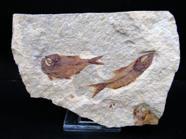 Genunie Cretaceous Age Lebanon Fish Plate Fossil for Sale #88