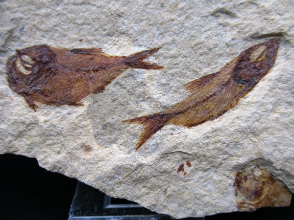 Genunie Cretaceous Age Lebanon Fish Plate Fossil for Sale #88a