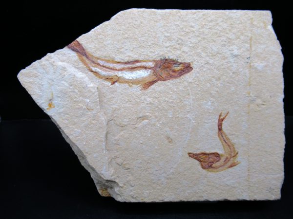 Genunie Cretaceous Age Lebanon Fish Plate Fossil for Sale #89