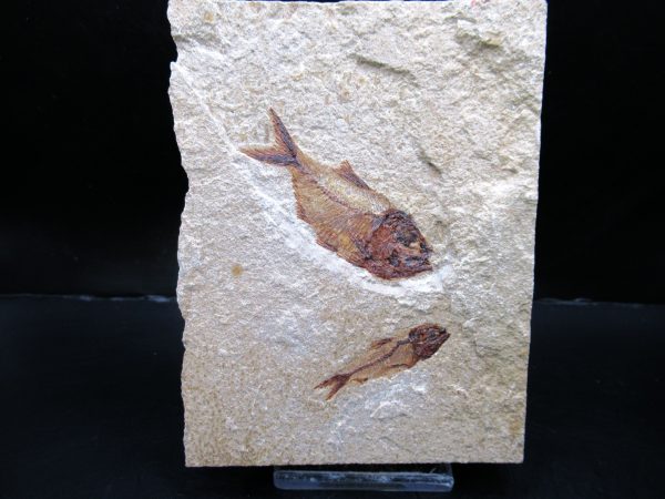 Genunie Cretaceous Age Lebanon Fish Plate Fossil for Sale #90