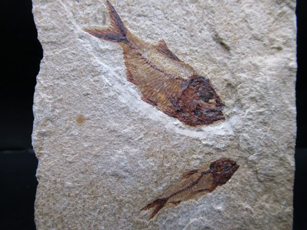 Genunie Cretaceous Age Lebanon Fish Plate Fossil for Sale #90a