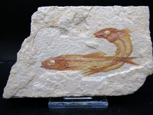 Genunie Cretaceous Age Lebanon Fish Plate Fossil for Sale #92