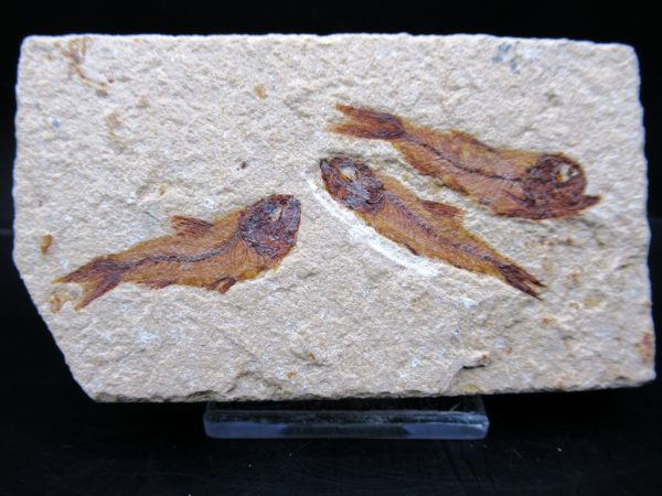 Genunie Cretaceous Age Lebanon Fish Plate Fossil for Sale #93