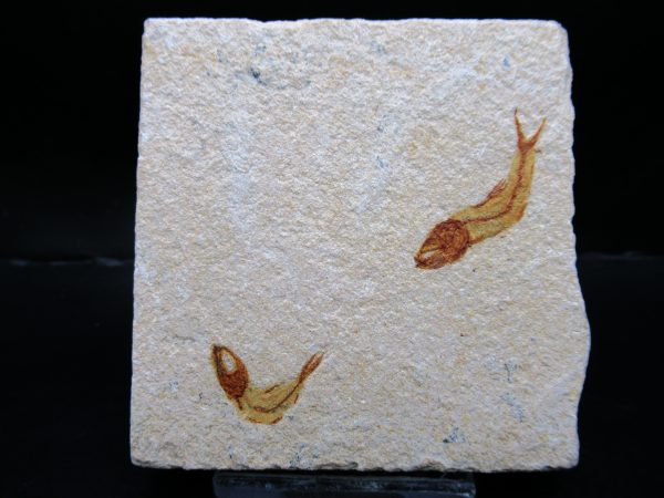 Genunie Cretaceous Age Lebanon Fish Plate Fossil for Sale #94