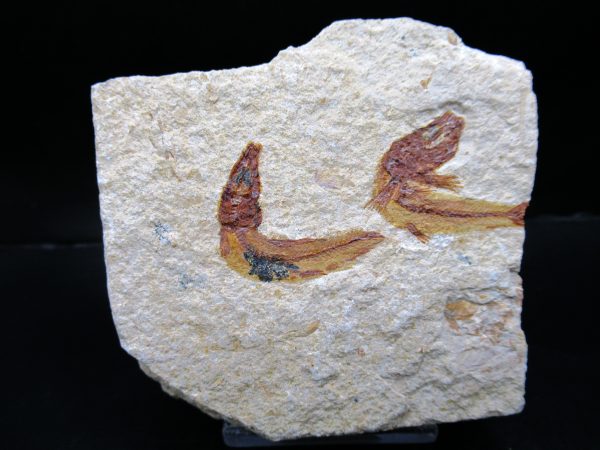 Genunie Cretaceous Age Lebanon Fish Plate Fossil for Sale #97