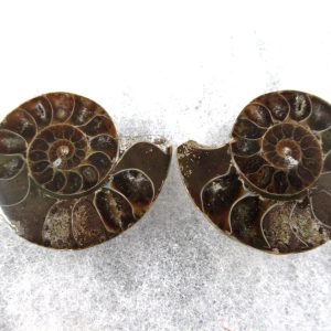 General Cretaceous Age Ammonite Pair Fossils From Madagascar For Sale #63