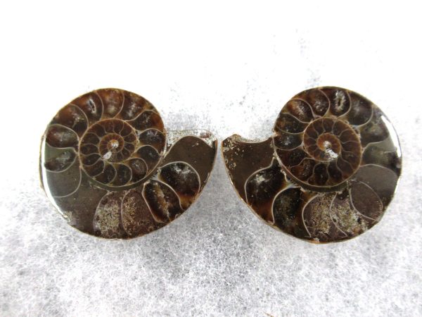 General Cretaceous Age Ammonite Pair Fossils From Madagascar For Sale #63