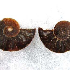 General Cretaceous Age Ammonite Pair Fossils From Madagascar For Sale #64