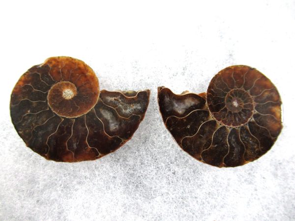 General Cretaceous Age Ammonite Pair Fossils From Madagascar For Sale #64