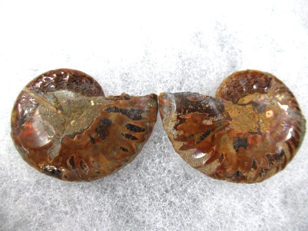 General Cretaceous Age Ammonite Pair Fossils From Madagascar For Sale #64a