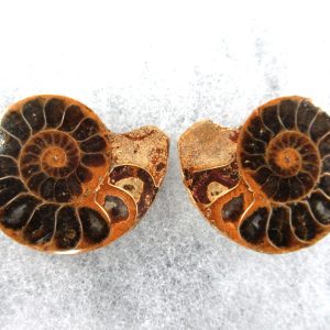 General Cretaceous Age Ammonite Pair Fossils From Madagascar For Sale #65