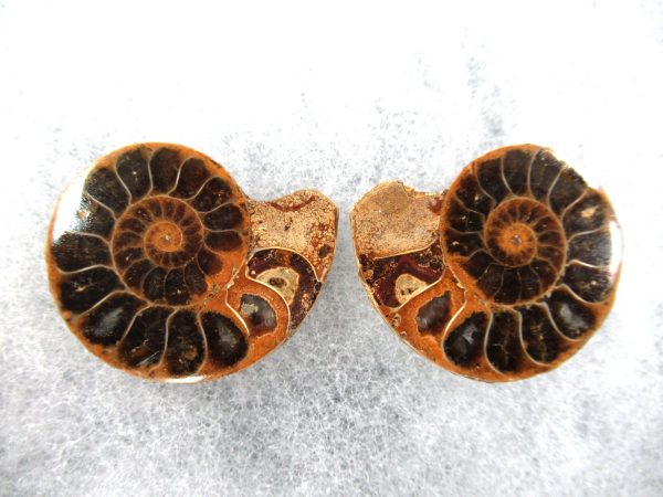 General Cretaceous Age Ammonite Pair Fossils From Madagascar For Sale #65