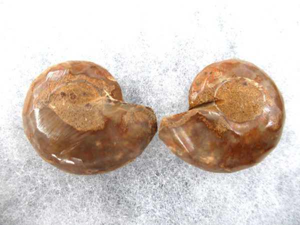 General Cretaceous Age Ammonite Pair Fossils From Madagascar For Sale #65a