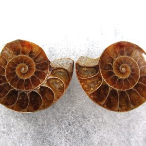 General Cretaceous Age Ammonite Pair Fossils From Madagascar For Sale #66