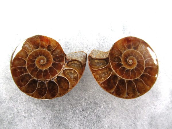 General Cretaceous Age Ammonite Pair Fossils From Madagascar For Sale #66