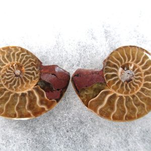 General Cretaceous Age Ammonite Pair Fossils From Madagascar For Sale #67