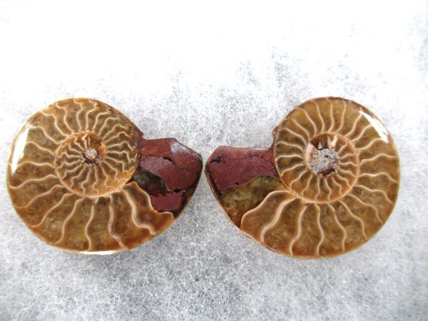 General Cretaceous Age Ammonite Pair Fossils From Madagascar For Sale #67