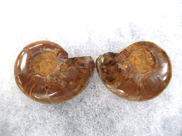 General Cretaceous Age Ammonite Pair Fossils From Madagascar For Sale #67a