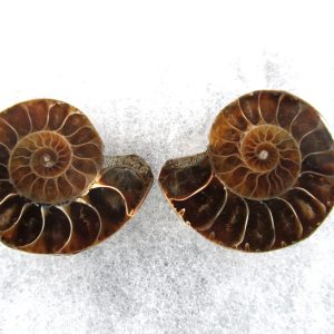 General Cretaceous Age Ammonite Pair Fossils From Madagascar For Sale #68