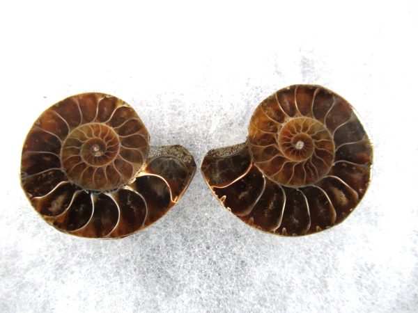 General Cretaceous Age Ammonite Pair Fossils From Madagascar For Sale #68