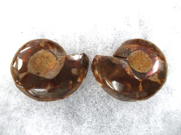 General Cretaceous Age Ammonite Pair Fossils From Madagascar For Sale #68a