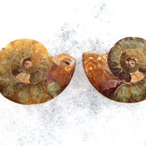 General Cretaceous Age Ammonite Pair Fossils From Madagascar For Sale #69