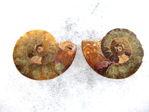 General Cretaceous Age Ammonite Pair Fossils From Madagascar For Sale #69