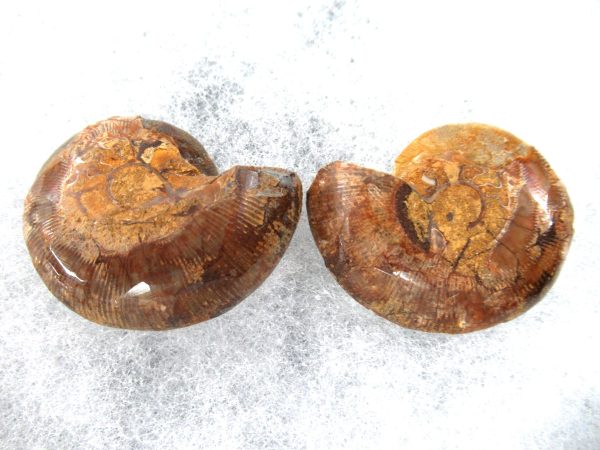 General Cretaceous Age Ammonite Pair Fossils From Madagascar For Sale #69a