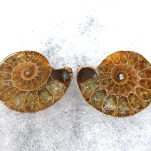 General Cretaceous Age Ammonite Pair Fossils From Madagascar For Sale #70