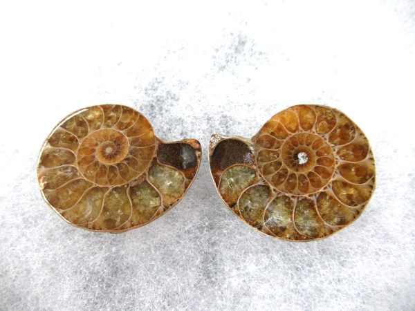 General Cretaceous Age Ammonite Pair Fossils From Madagascar For Sale #70