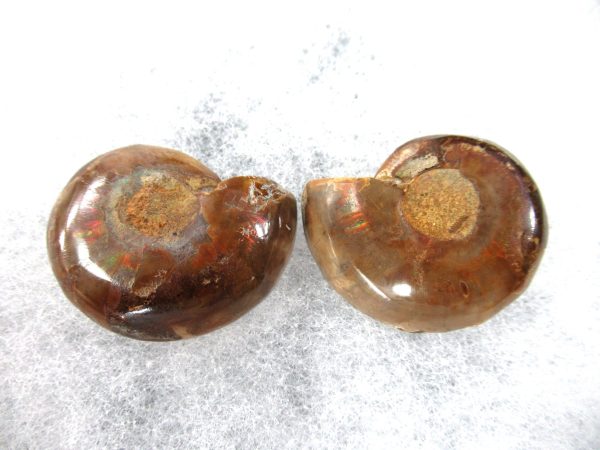 General Cretaceous Age Ammonite Pair Fossils From Madagascar For Sale #70a