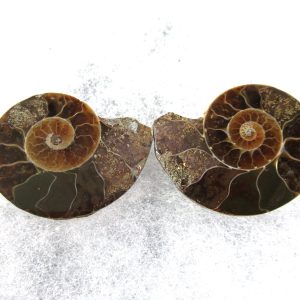 General Cretaceous Age Ammonite Pair Fossils From Madagascar For Sale #71