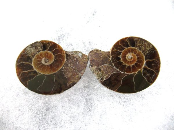 General Cretaceous Age Ammonite Pair Fossils From Madagascar For Sale #71