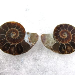 General Cretaceous Age Ammonite Pair Fossils From Madagascar For Sale #72