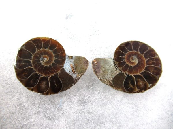 General Cretaceous Age Ammonite Pair Fossils From Madagascar For Sale #72