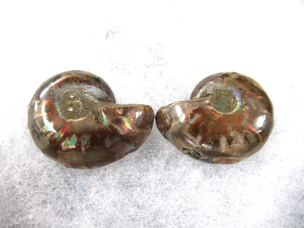 General Cretaceous Age Ammonite Pair Fossils From Madagascar For Sale #72a