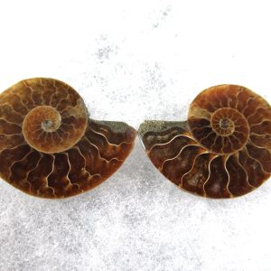 General Cretaceous Age Ammonite Pair Fossils From Madagascar For Sale #73