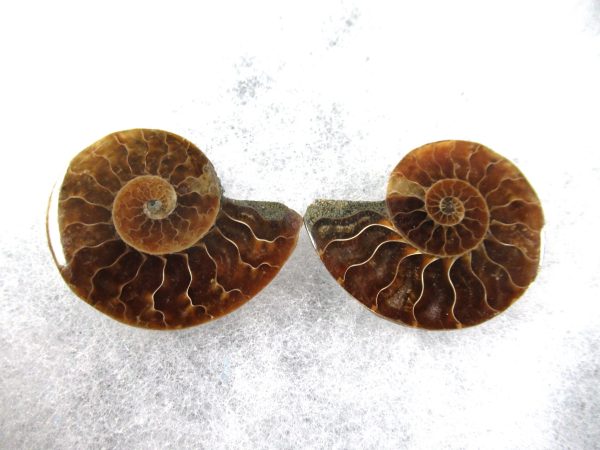 General Cretaceous Age Ammonite Pair Fossils From Madagascar For Sale #73